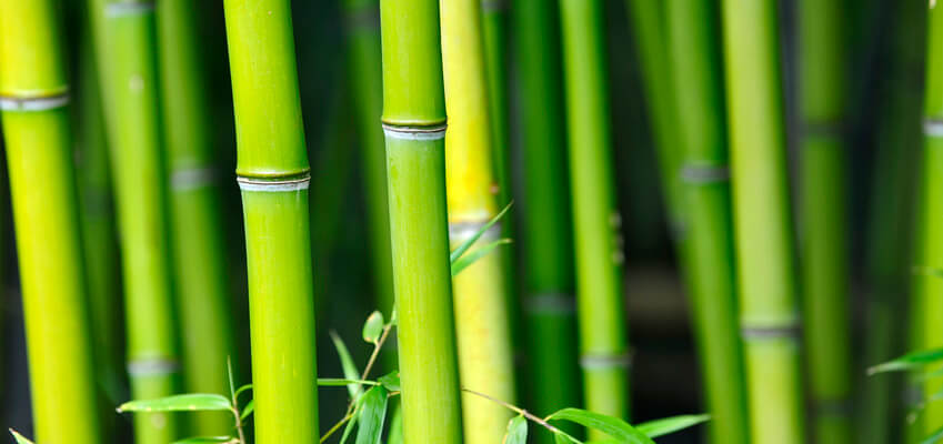 Symboldbild für elastisch: Bambus