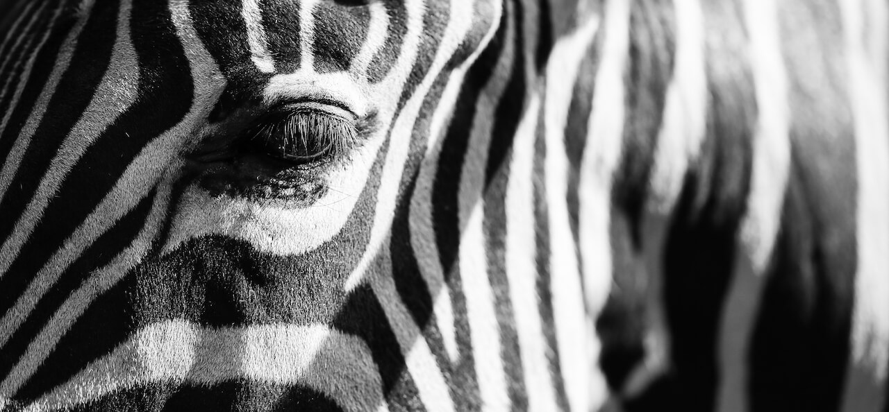 Streifen eines Zebras
